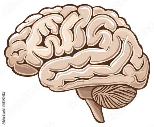 Illustrated Human Brain Anatomical Detail Side View. Education and Healthcare Concept