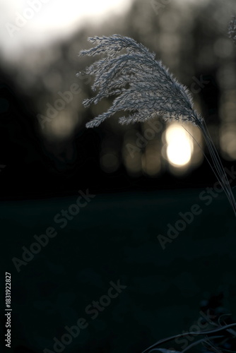 明け方のススキの穂