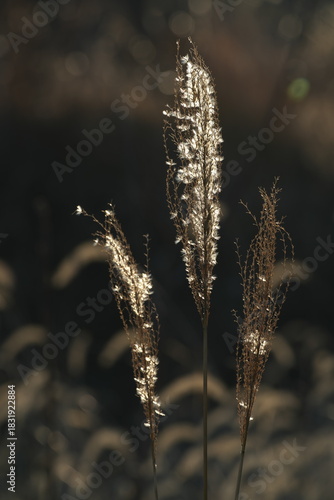 立ち枯れた植物