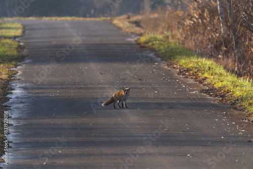 鳴いてるキタキツネ