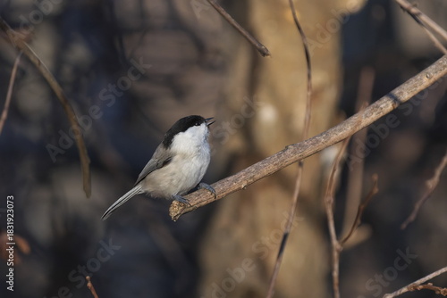 枝に止まったコガラ