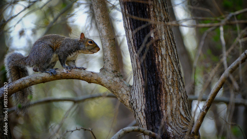 Eastern gray squirrel perched on branch watches