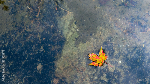 Single autumn leaf floating in shallow water