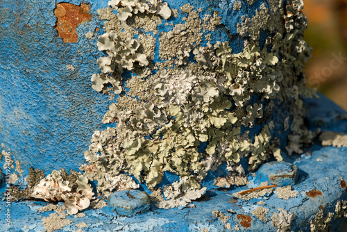 Flaking blue paint on weathered fire hydrant