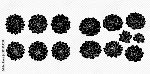 Set of black silhouettes of succulents, echeveria, and sempervivum, on a transparent background.