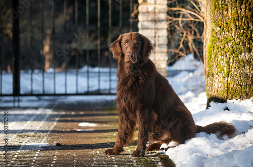 Beautiful chocolate flat-coated retriever outside in winter