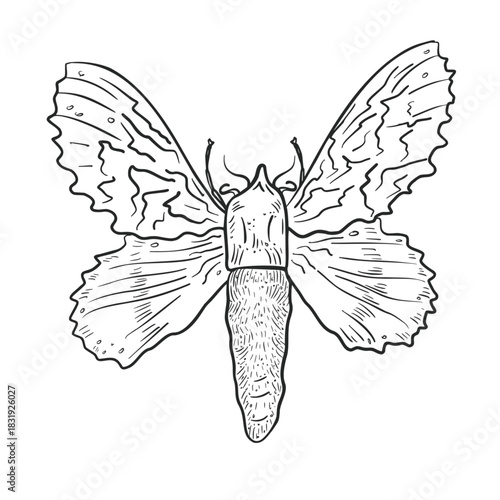 Hand drawn moth vector sketch in ink art style. Insect icon or tattoo black white line art. Nocturnal butterfly monochrome design for animal life illustration. Graphic element of insects wildlife.