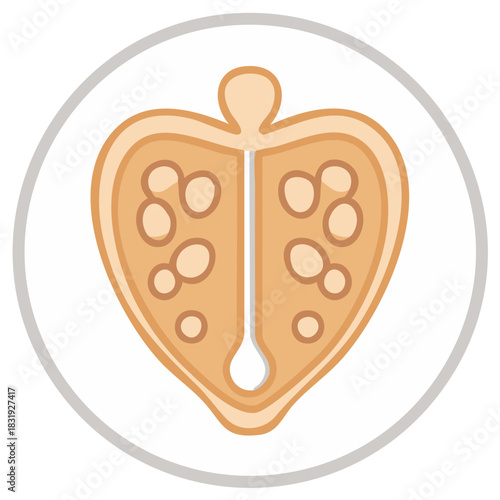 Stylized botanical illustration of a heart shaped fruit cross section with seeds inside a circle frame