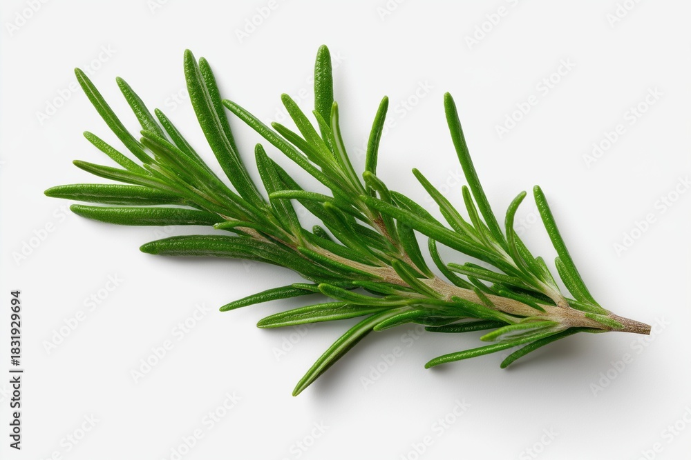 Fototapeta premium Fresh Rosemary Sprig on White Background