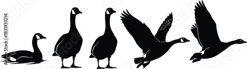 Canada Goose Silhouette Evolution Vector Showing Stages from Floating to Flying, Ideal for Nature, Wildlife Migration, and Freedom Concepts in Design Projects