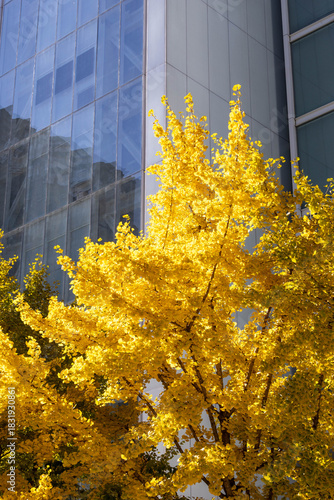 autumn in the park. Seoul 
ginkgo tree
