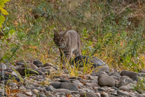 Female Bobcat walks along the bank of the Delaware River