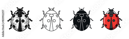 Set of four ladybug illustrations in different graphic styles including sketch, outline, silhouette, and full color cartoon design, viewed from top down