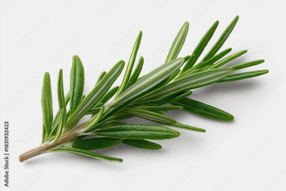 Fototapeta premium Fresh Rosemary Sprig on White Background