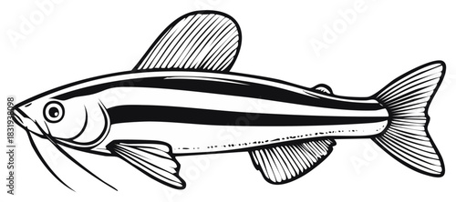 Black and white line art illustration of a striped river catfish