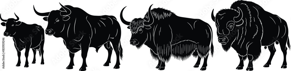 Fototapeta premium Bovine species progression illustration, cow to bison sequence, animal comparison, black vector, morphological differences, livestock evolution, educational graphic