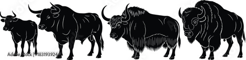 Bovine species progression illustration, cow to bison sequence, animal comparison, black vector, morphological differences, livestock evolution, educational graphic