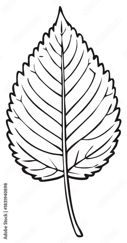 Fototapeta premium Detailed Leaf Outline with Veins Botanical Illustration Natural Symbol