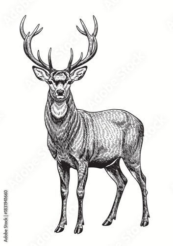 Detailed deer sketch with vintage engraving style in black and white