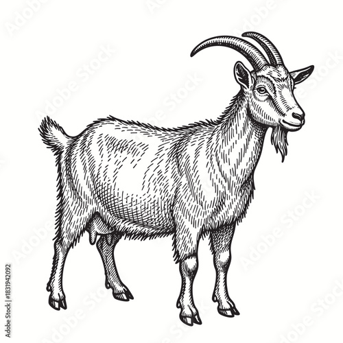Goat farm hand drawn engraving style sketch Vector illustration.