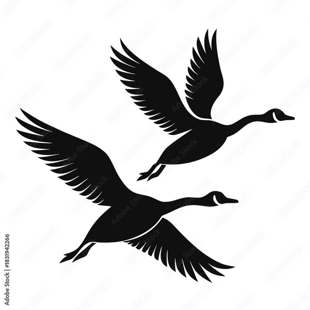 Fototapeta premium Two canada geese flying in formation silhouette