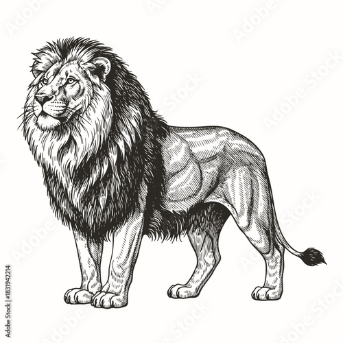 Vintage engraving isolated lion king set illustration ink sketch. Africa wild cat background animal silhouette art. Black and white hand drawn image