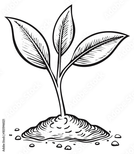 New plant growth emerging from soil with three leaves detailed black and white illustration