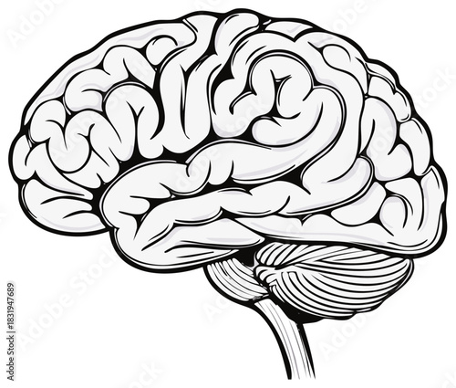 Stylized Anatomical Brain Illustration, Human Organ, Detailed Vector Graphic