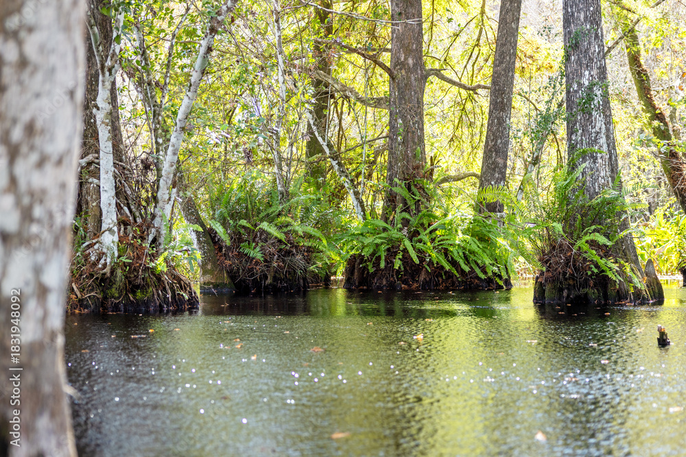 Obraz premium The Corkscrew Regional Ecosystem Watershed bird rookery swamp trails in south Florida