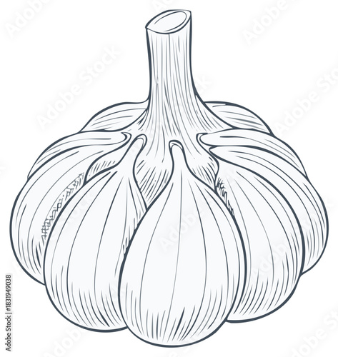 Detailed line art illustration of a whole garlic bulb for cooking and food design concepts