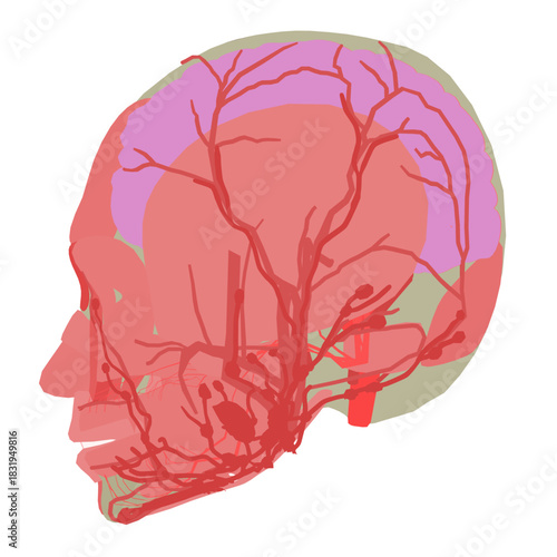 Human brain anatomy with detailed cerebral cortex, neural pathways, and cerebellum visible. The head is dissected to show internal structures and surrounding muscles.