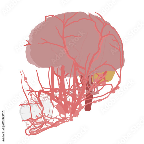 Human brain anatomy diagram with red veins and muscles, isolated on white background. Detailed medical illustration of head structure.