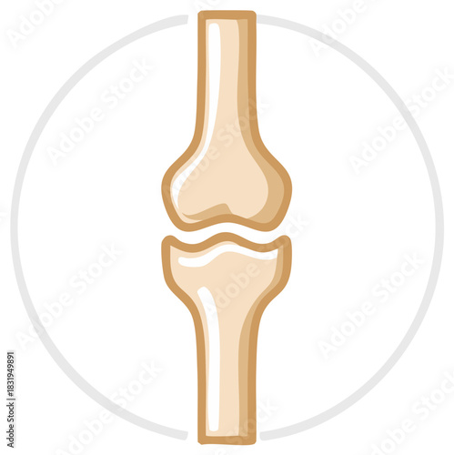 Bone Joint Human Anatomy System Concept in a Circle Medical Educational Illustration