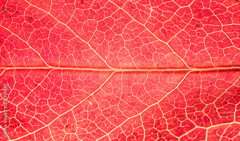 Obraz premium Backlit Red Autumn Leaf Vein Macro Texture