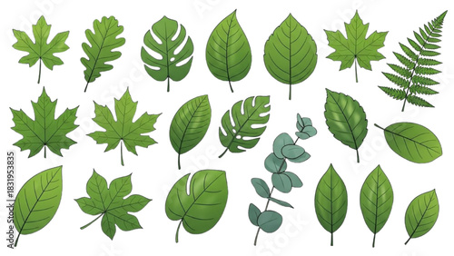 Collection of various green leaves, showcasing nature's diverse botanical beauty
