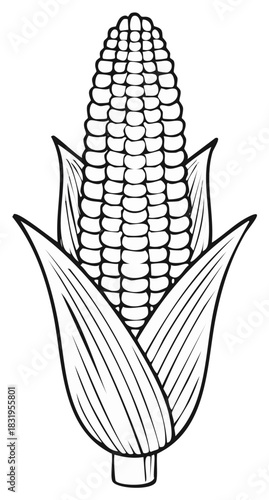 Ear of Corn with Husk Vector Line Art Illustration Isolated Drawing