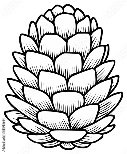 Black and white illustration of a pine cone