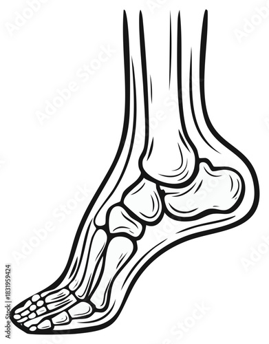Human foot skeletal anatomy medical illustration side view isolated for educational and health content