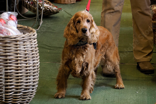 Cute cocker spaniel dog in a xmas shop