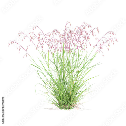 Принти на полотні 3d Rendering Of ​​green Common quaking grass panorama on Transparent Canvas