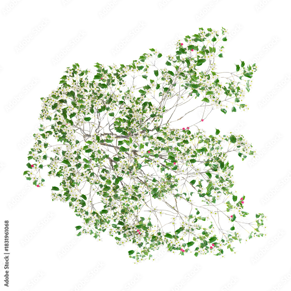 Fototapeta premium 3d Rendering Of ​​Japenese dogwood tree on Transparent Canvas from top view