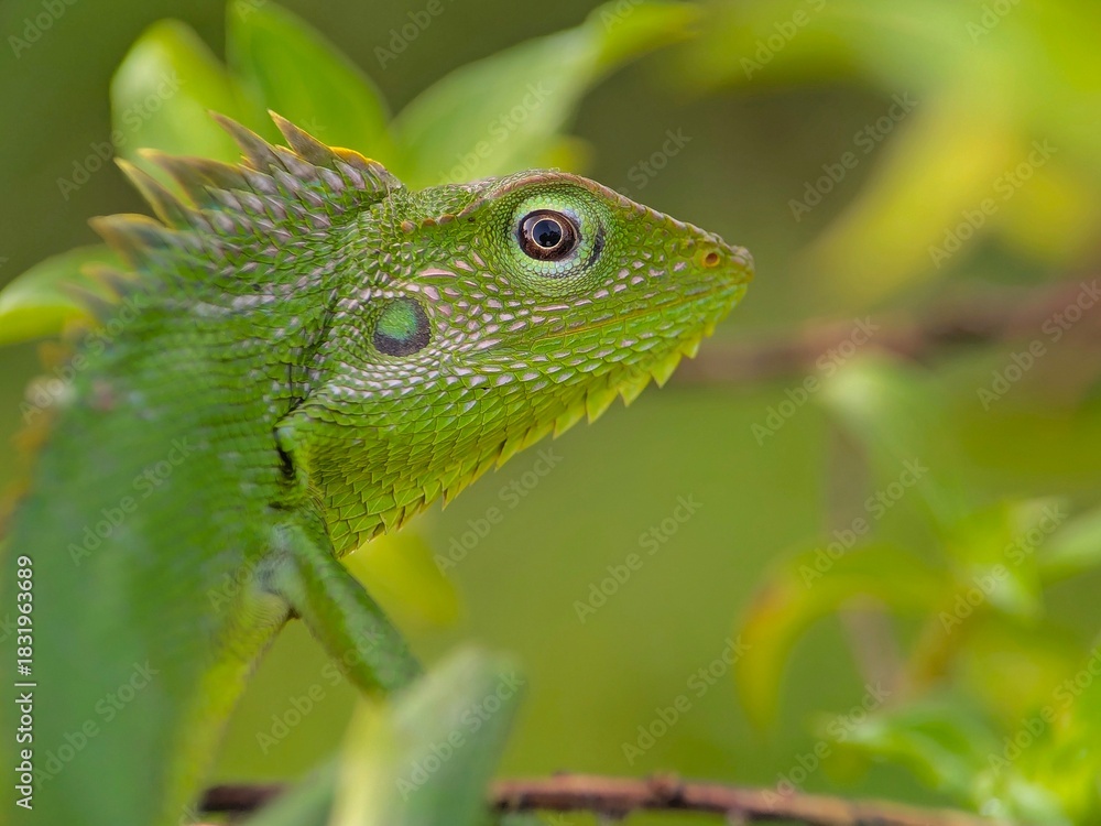 Fototapeta premium green lizard on a branch