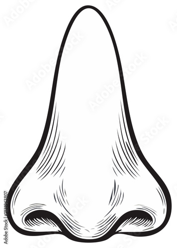 Engraving style line art illustration of an isolated human nose.