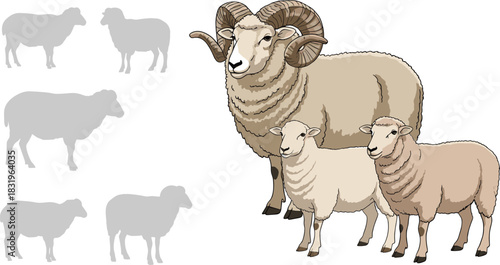 Cartoon Sheep Family Illustration with Ram Ewe and Lamb Farm Animal Breeds Flat Vector Isolated on White Background