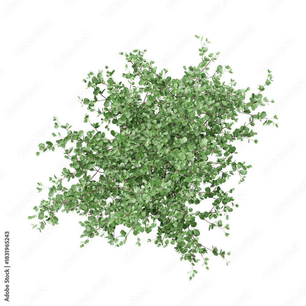 Obraz premium 3D rendering of Swamp birch tree on transparent background from the top view