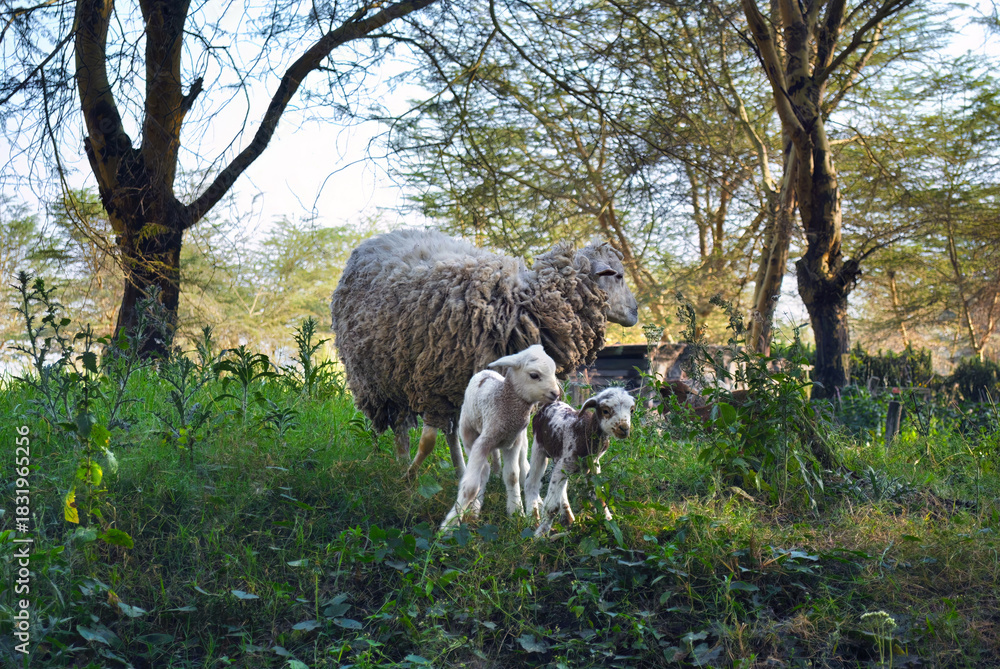Fototapeta premium A sheep and two lambs