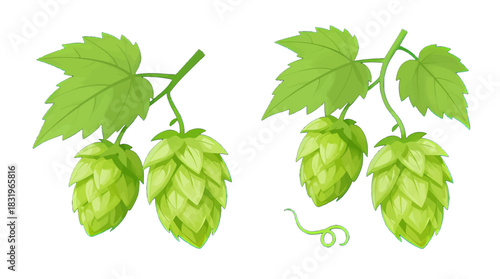 Green Hop Cones with Leaves and Vine