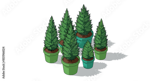 Isometric evergreen trees in green pots on white background