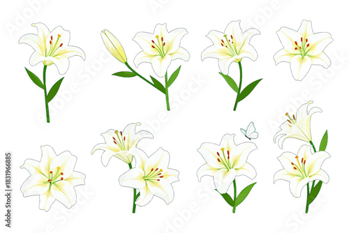 Isolated white lily flowers in full bloom with green stems