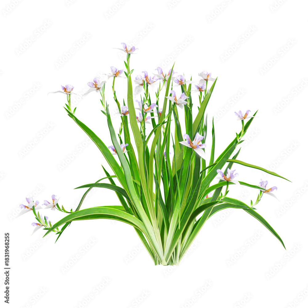 Fototapeta premium collection of Butomus Plant on transparent canvas
